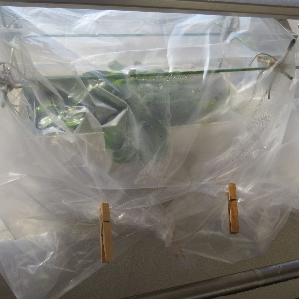 18年12月 虎ノ門虎之助のベランダ ラボラトリー Ft メダカ 18年12月 虎ノ門虎之助のベランダ ラボラトリー Ft メダカ