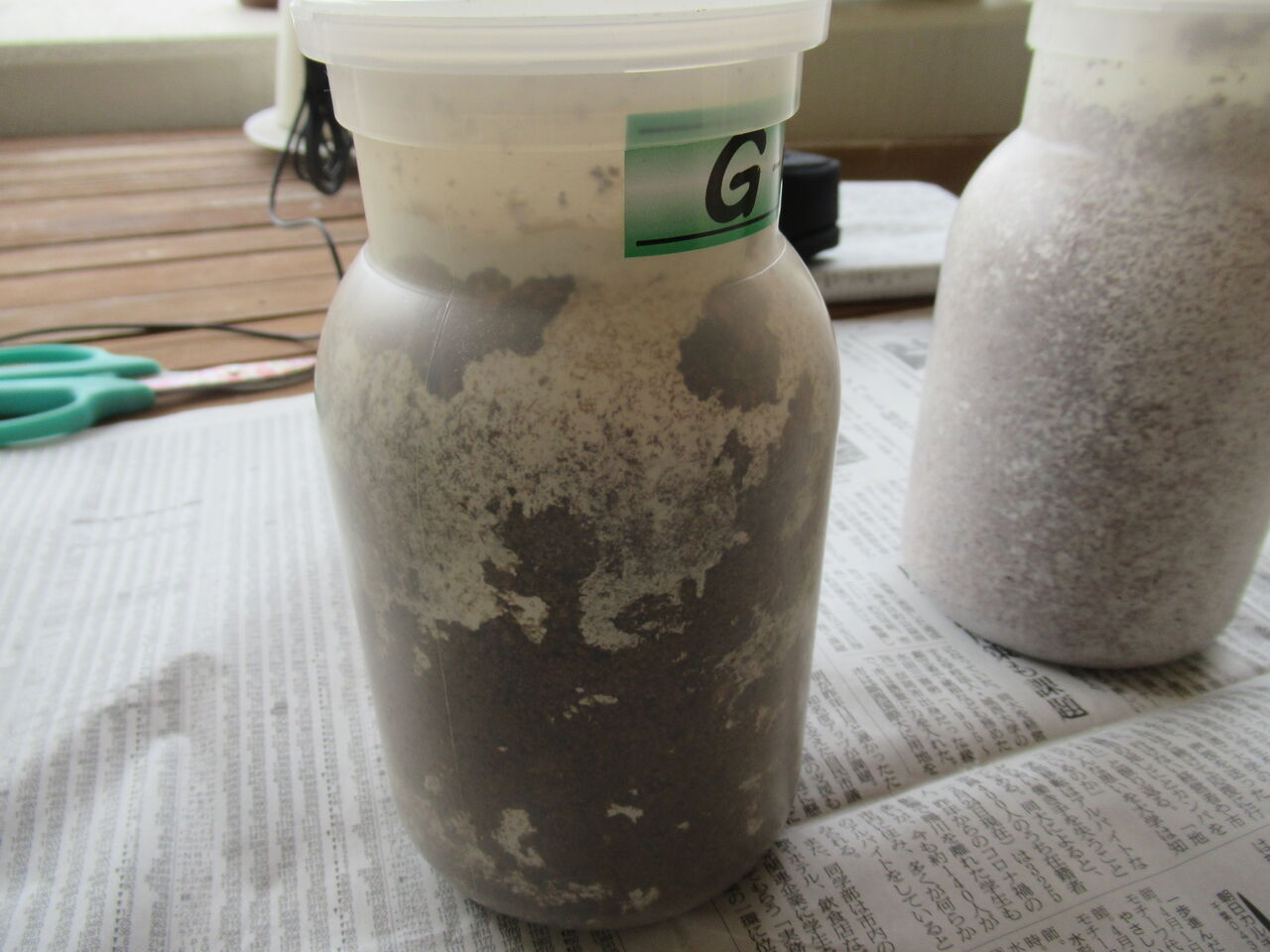 春になる前のオオクワガタの菌糸ビン交換 虎ノ門虎之助のベランダ ラボラトリー Ft メダカ