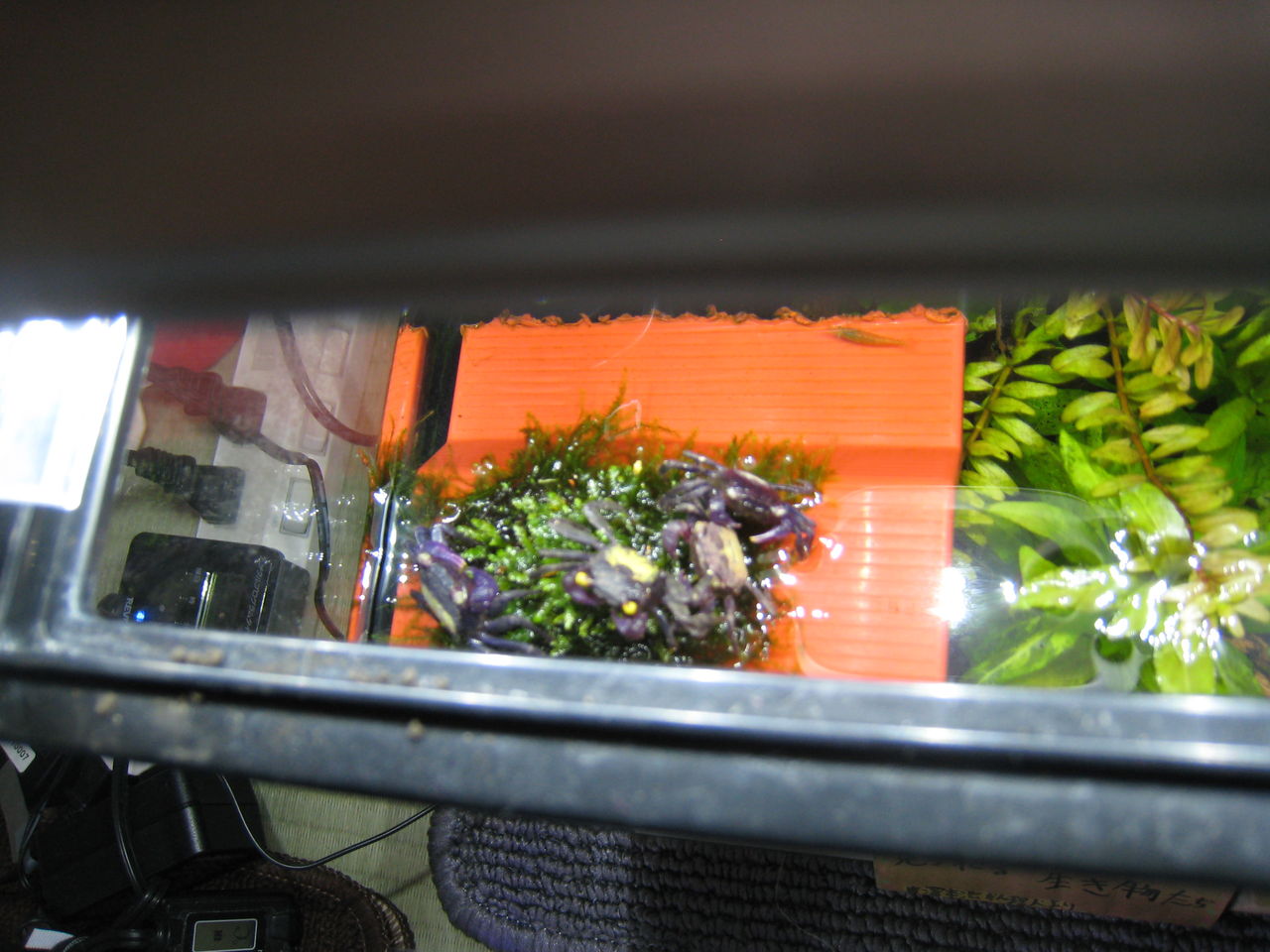 熱帯魚水槽 バンパイア クラブを飼う 陸場にいる仲間たち 虎ノ門虎之助のベランダ ラボラトリー Ft メダカ