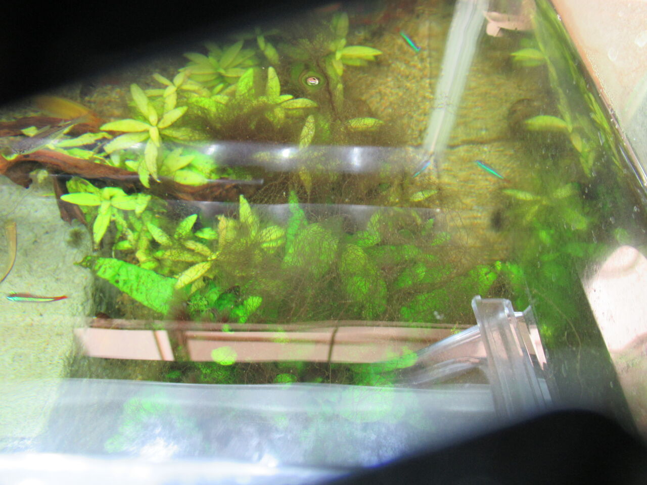 熱帯魚水槽 黒ひげゴケ 黒髭ゴケ が生えたので取り除く 虎ノ門虎之助のベランダ ラボラトリー Ft メダカ 熱帯魚水槽 黒ひげゴケ 黒髭ゴケ が生えたので取り除く 虎ノ門虎之助のベランダ ラボラトリー Ft メダカ