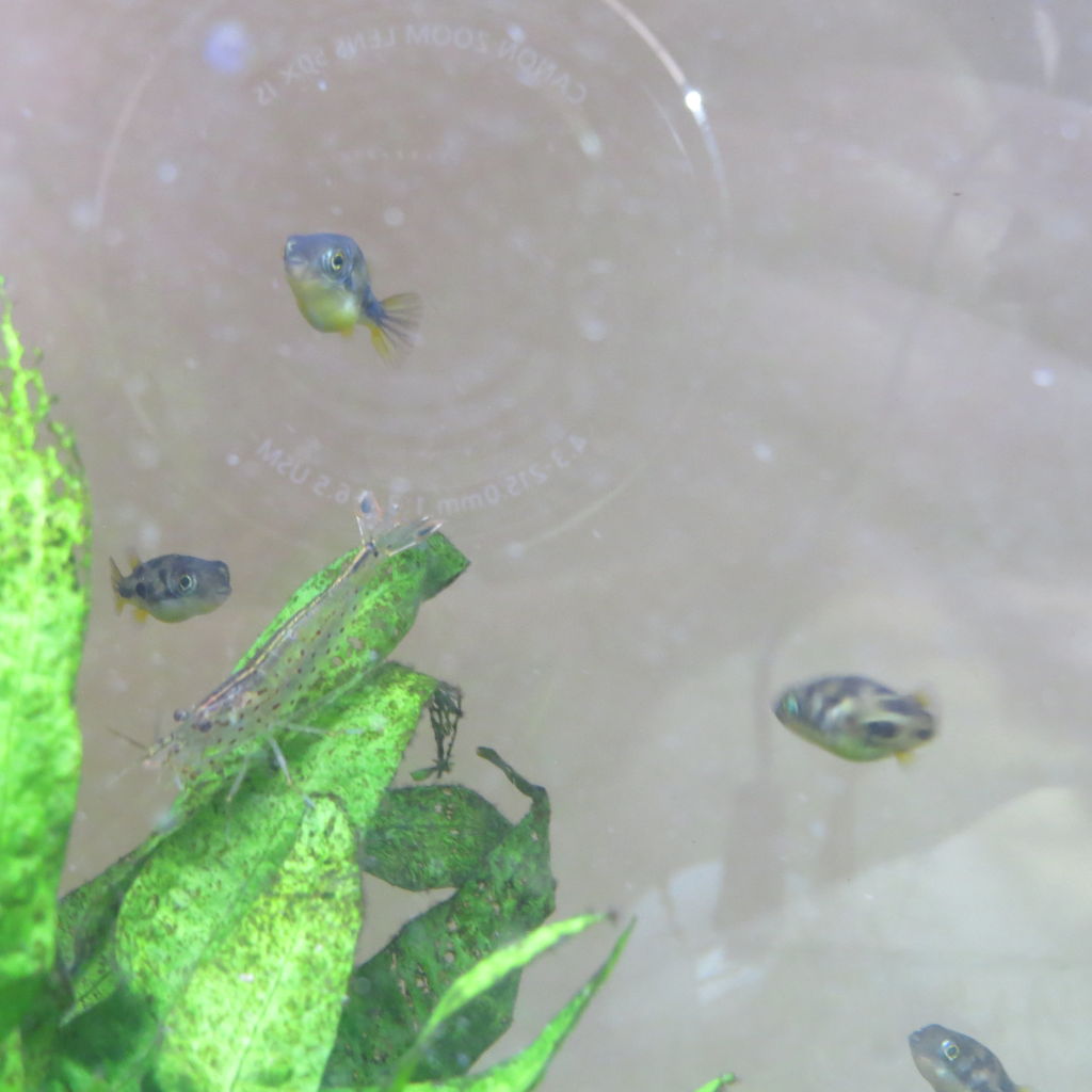 熱帯魚水槽 エンドラーズグッピーの稚魚を引っ越し 虎ノ門虎之助のベランダ ラボラトリー Ft メダカ 熱帯魚水槽 エンドラーズグッピーの稚魚を引っ越し 虎ノ門虎之助のベランダ ラボラトリー Ft メダカ
