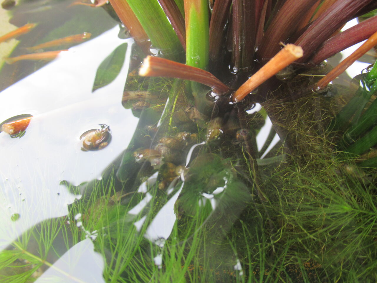 驚異 ヒメタニシ カワニナを凌駕するスネールの繁殖力 虎ノ門虎之助のベランダ ラボラトリー Ft メダカ