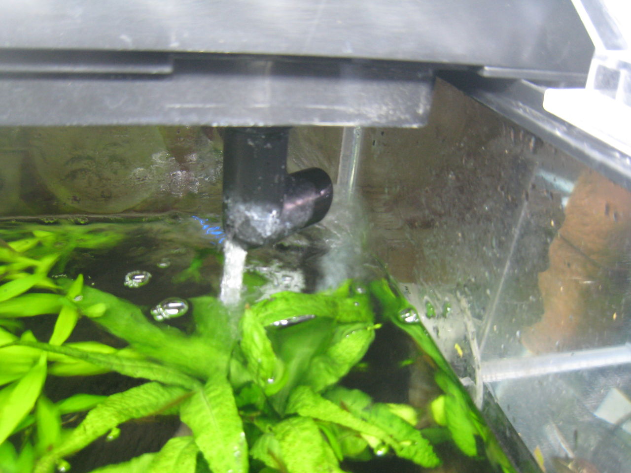 熱帯魚水槽 ろ過機を洗ってなかった 虎ノ門虎之助のベランダ ラボラトリー Ft メダカ