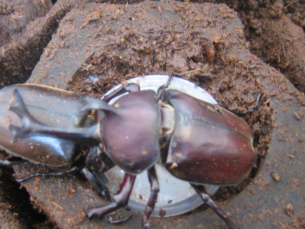 カブトムシとオオクワガタのエサやり 虎ノ門虎之助のベランダ ラボラトリー Ft メダカ