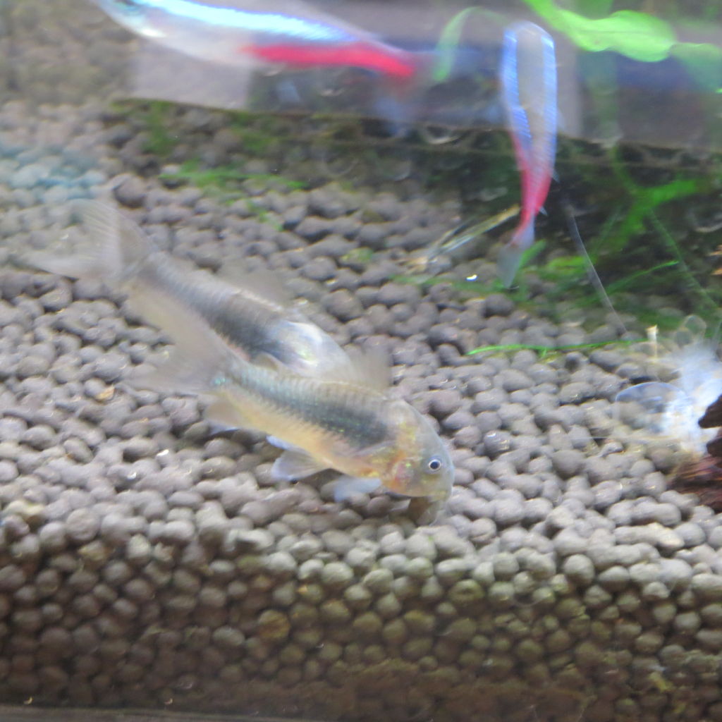 熱帯魚水槽 アフリカン ランプアイを飼う 虎ノ門虎之助のベランダ ラボラトリー Ft メダカ