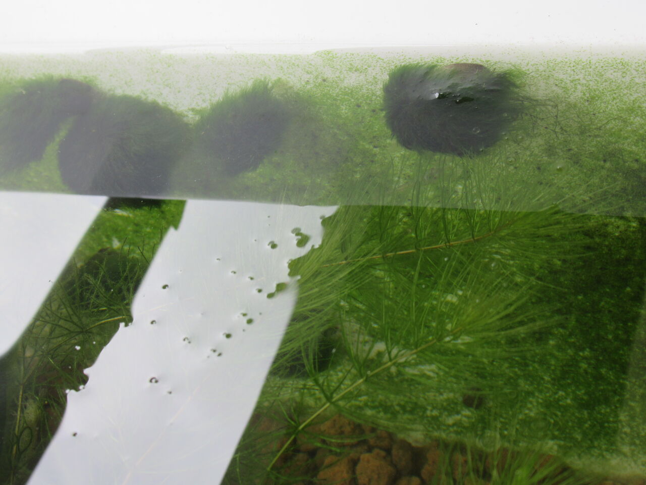 藻やコケ シールも食べる雑食カワニナをメダカ容器に分散させる の巻 虎ノ門虎之助のベランダ ラボラトリー Ft メダカ