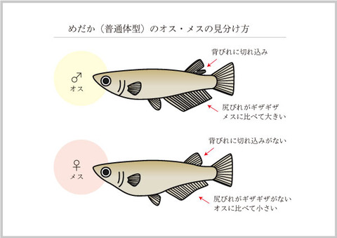 メダカのオスとメスの見分け方