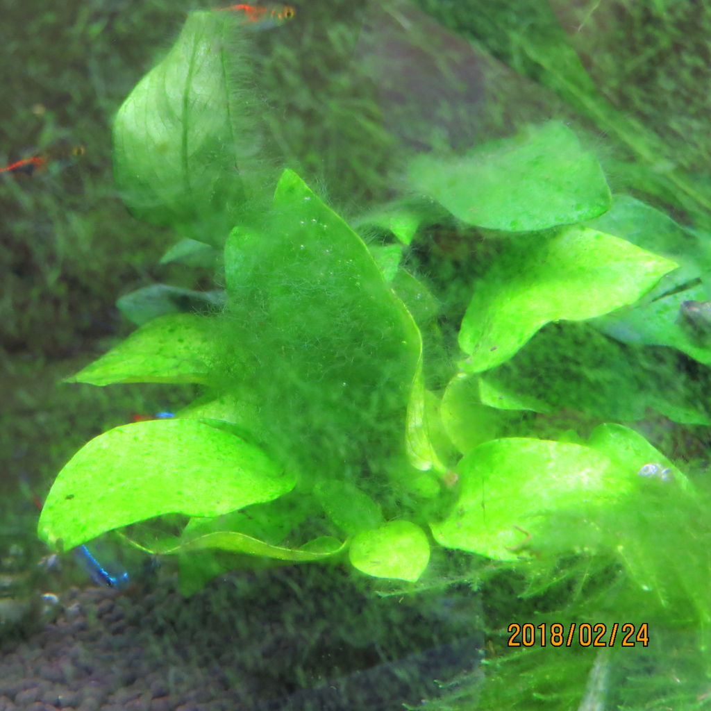 熱帯魚水槽のコケがスゴイことになってきた 虎ノ門虎之助のベランダ ラボラトリー Ft メダカ 熱帯魚水槽のコケがスゴイことになってきた 虎ノ門虎之助のベランダ ラボラトリー Ft メダカ