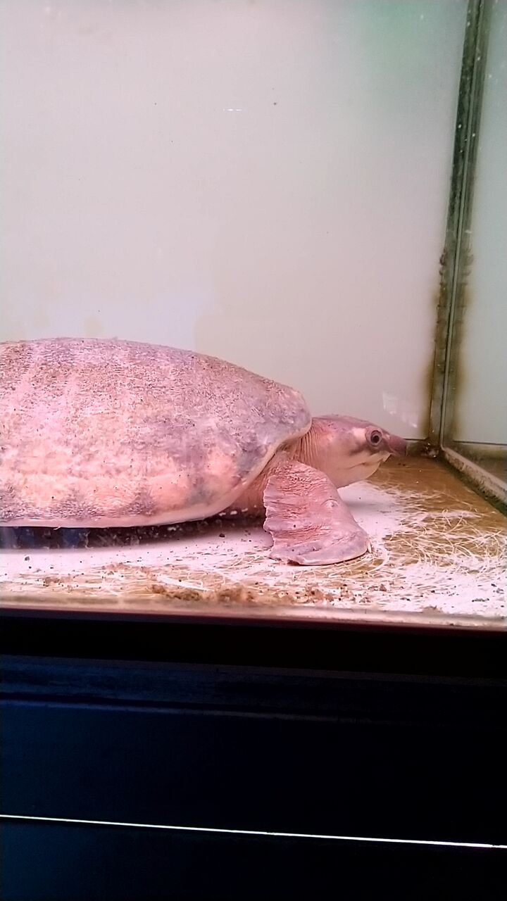 パウパウアクアガーデンにサイアミーズフライングフォックスを買いに行く 虎ノ門虎之助のベランダ ラボラトリー Ft メダカ