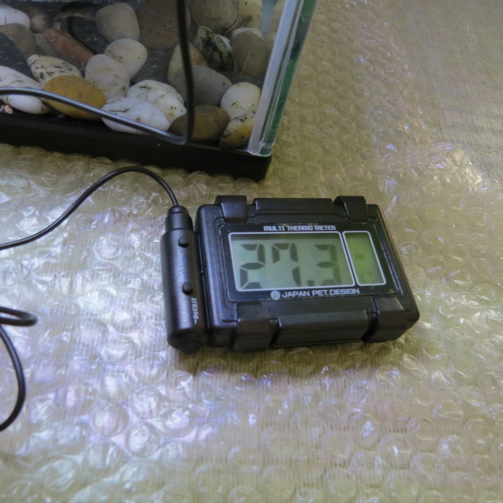 屋外から室内への引っ越し ミシシッピニオイガメ 虎ノ門虎之助のベランダ ラボラトリー Ft メダカ