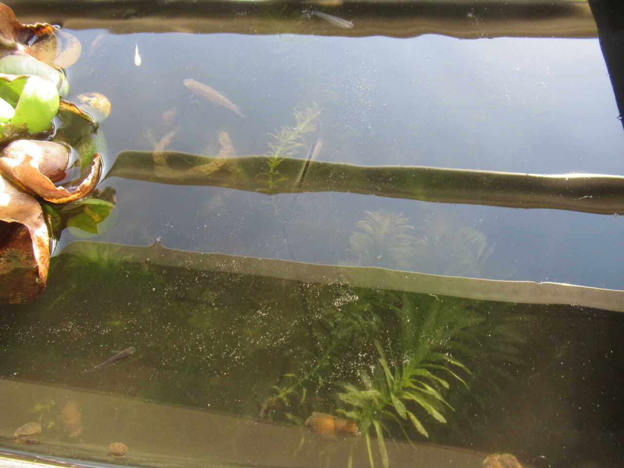 冬から春になる微妙な時期のメダカの環境や飼育水 虎ノ門虎之助のベランダ ラボラトリー Ft メダカ 冬から春になる微妙な時期のメダカの環境や飼育水 虎ノ門虎之助のベランダ ラボラトリー Ft メダカ