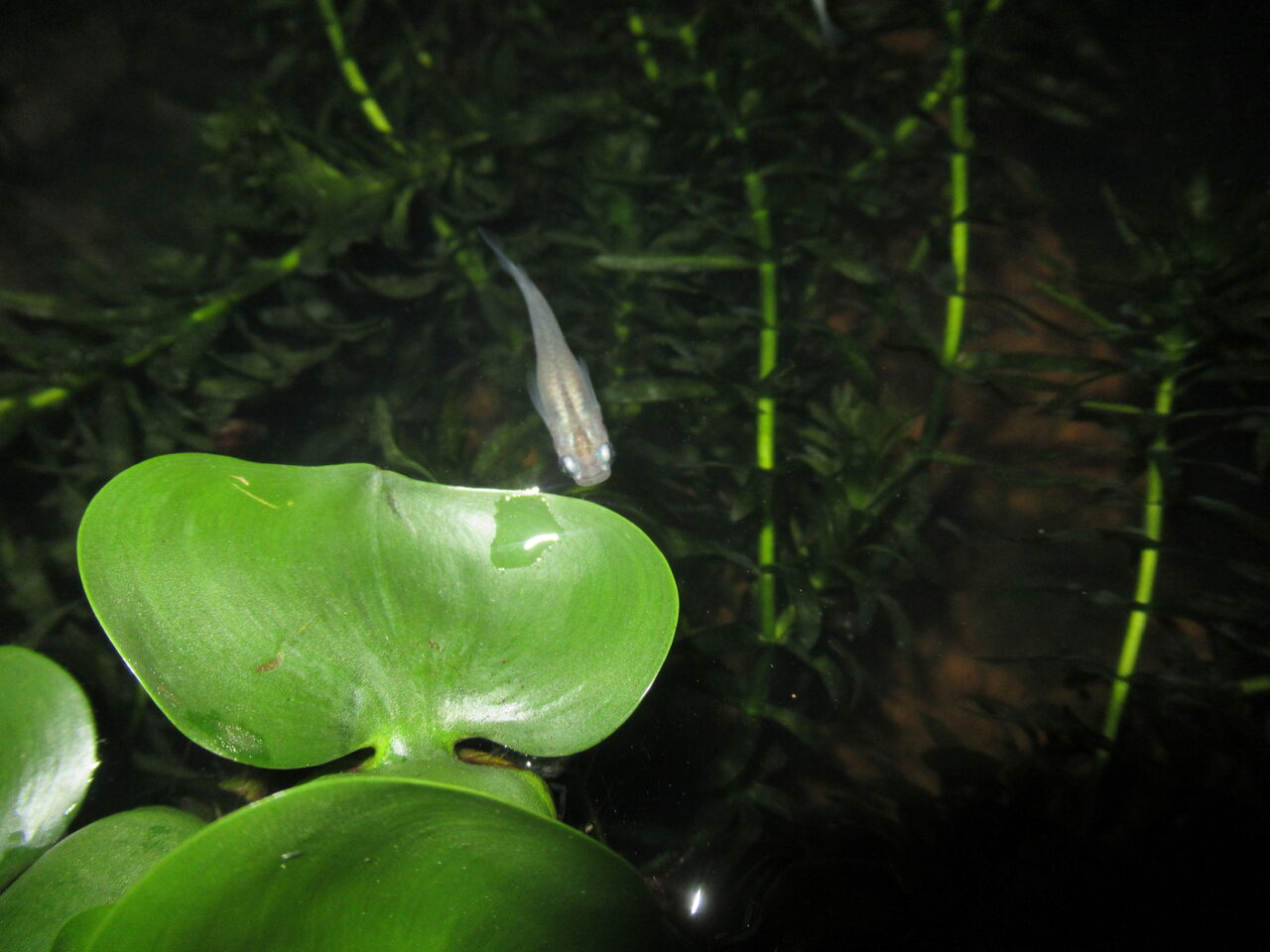 メダカの種類を語る 虎ノ門虎之助のベランダ ラボラトリー Ft メダカ