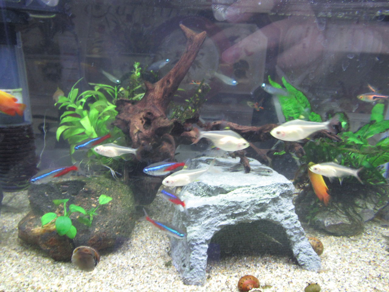 熱帯魚水槽 水質汚染でエビが死に緊急水入れ替え 虎ノ門虎之助のベランダ ラボラトリー Ft メダカ 熱帯魚水槽 水質汚染でエビが死に緊急水入れ替え 虎ノ門虎之助のベランダ ラボラトリー Ft メダカ