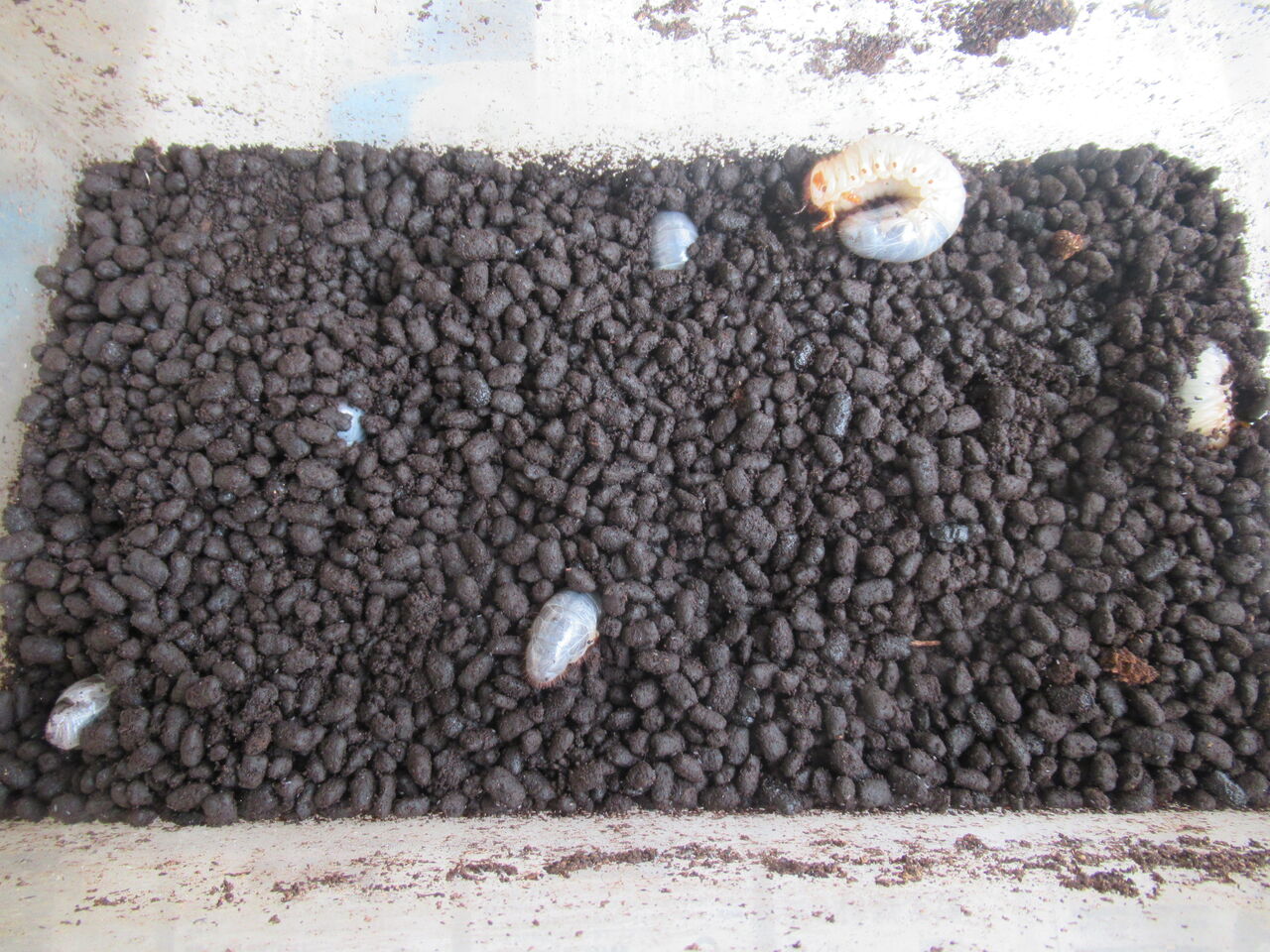 カブトムシ幼虫の糞だらけのマット交換 糞は肥料に 使い道は 虎ノ門虎之助のベランダ ラボラトリー Ft メダカ カブトムシ幼虫の糞だらけのマット交換 糞は肥料に 使い道は 虎ノ門虎之助のベランダ ラボラトリー Ft メダカ