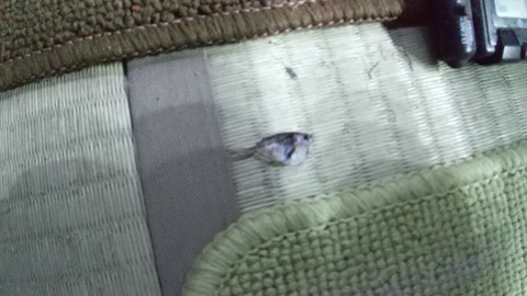 熱帯魚水槽 飛び出し防止の蓋 カバー を購入する の巻 虎ノ門虎之助のベランダ ラボラトリー Ft メダカ 熱帯魚水槽 飛び出し防止の蓋 カバー を購入する の巻 虎ノ門虎之助のベランダ ラボラトリー Ft メダカ