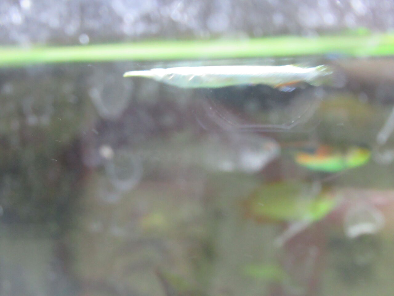 熱帯魚水槽 上層に棲む熱帯魚のゴールデン デルモゲニー 虎ノ門虎之助のベランダ ラボラトリー Ft メダカ