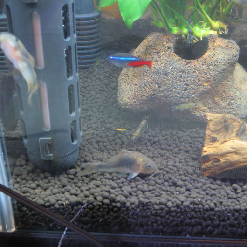 熱帯魚水槽 アベニーパファーを飼う 虎ノ門虎之助のベランダ ラボラトリー Ft メダカ 熱帯魚水槽 アベニーパファーを飼う 虎ノ門虎之助のベランダ ラボラトリー Ft メダカ