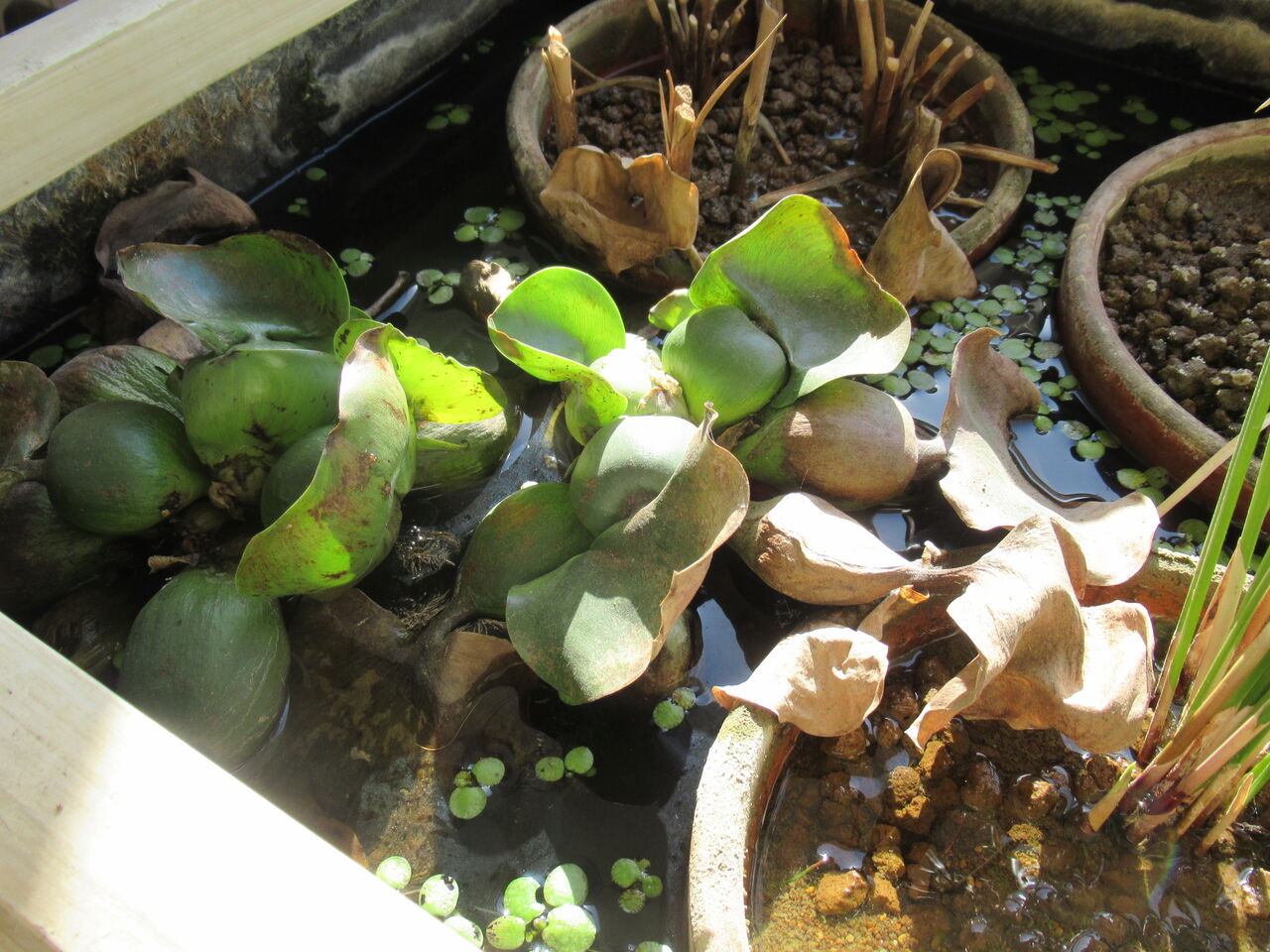 寒波第一弾は無事通過 ホテイ草を越冬させてみる年冬 21年春版 4 越冬対策何もしない編 虎ノ門虎之助のベランダ ラボラトリー Ft メダカ 寒波第一弾は無事通過 ホテイ草を越冬させてみる年冬 21年春版 4 越冬対策何もしない編 虎ノ門虎之助のベランダ ラボラトリー Ft メダカ