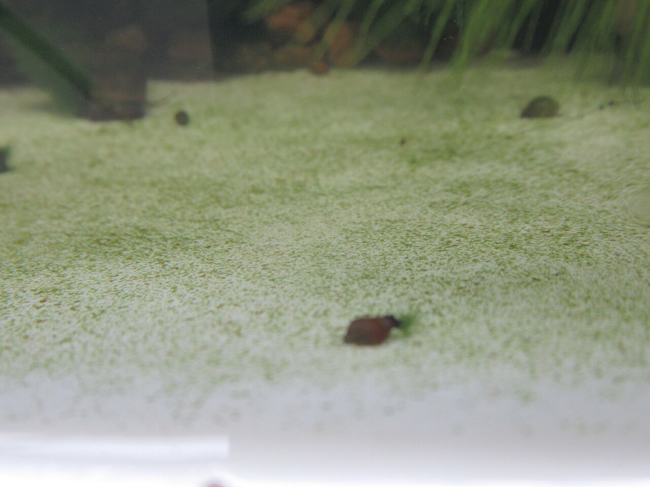 驚異 ヒメタニシ カワニナを凌駕するスネールの繁殖力 虎ノ門虎之助のベランダ ラボラトリー Ft メダカ