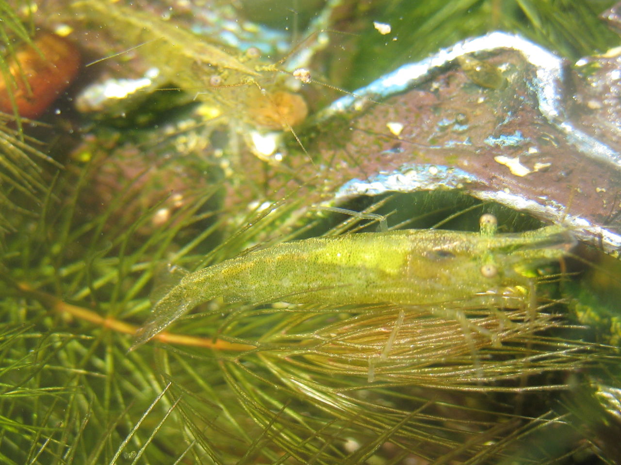 夏日 ミナミヌマエビエビがわらわら 虎ノ門虎之助のベランダ ラボラトリー Ft メダカ 夏日 ミナミヌマエビエビがわらわら 虎ノ門虎之助のベランダ ラボラトリー Ft メダカ