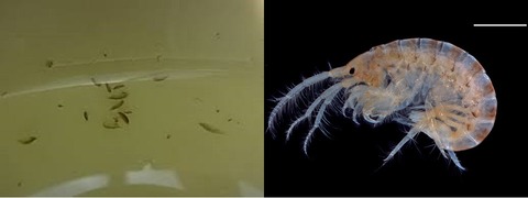 ヨコエビ(ALL)