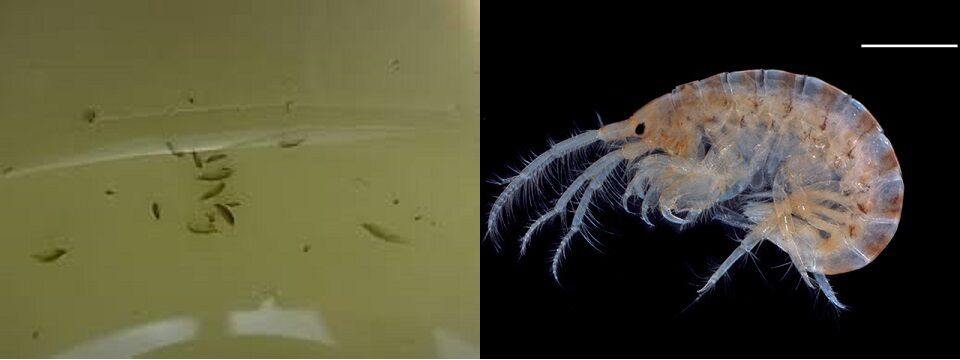 大量発生 水槽に白い虫 どんな虫 害はある 駆除は必要 ミズミミズ ミジンコ プラナリアなど白い虫一覧 虎ノ門虎之助のベランダ ラボラトリー Ft メダカ