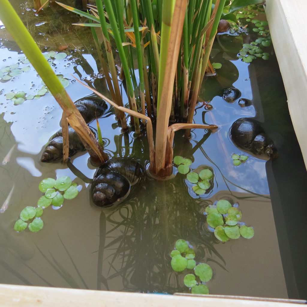 タニシの動きの話 動かない 水面にいる 蓋を閉じている など 虎ノ門虎之助のベランダ ラボラトリー Ft メダカ