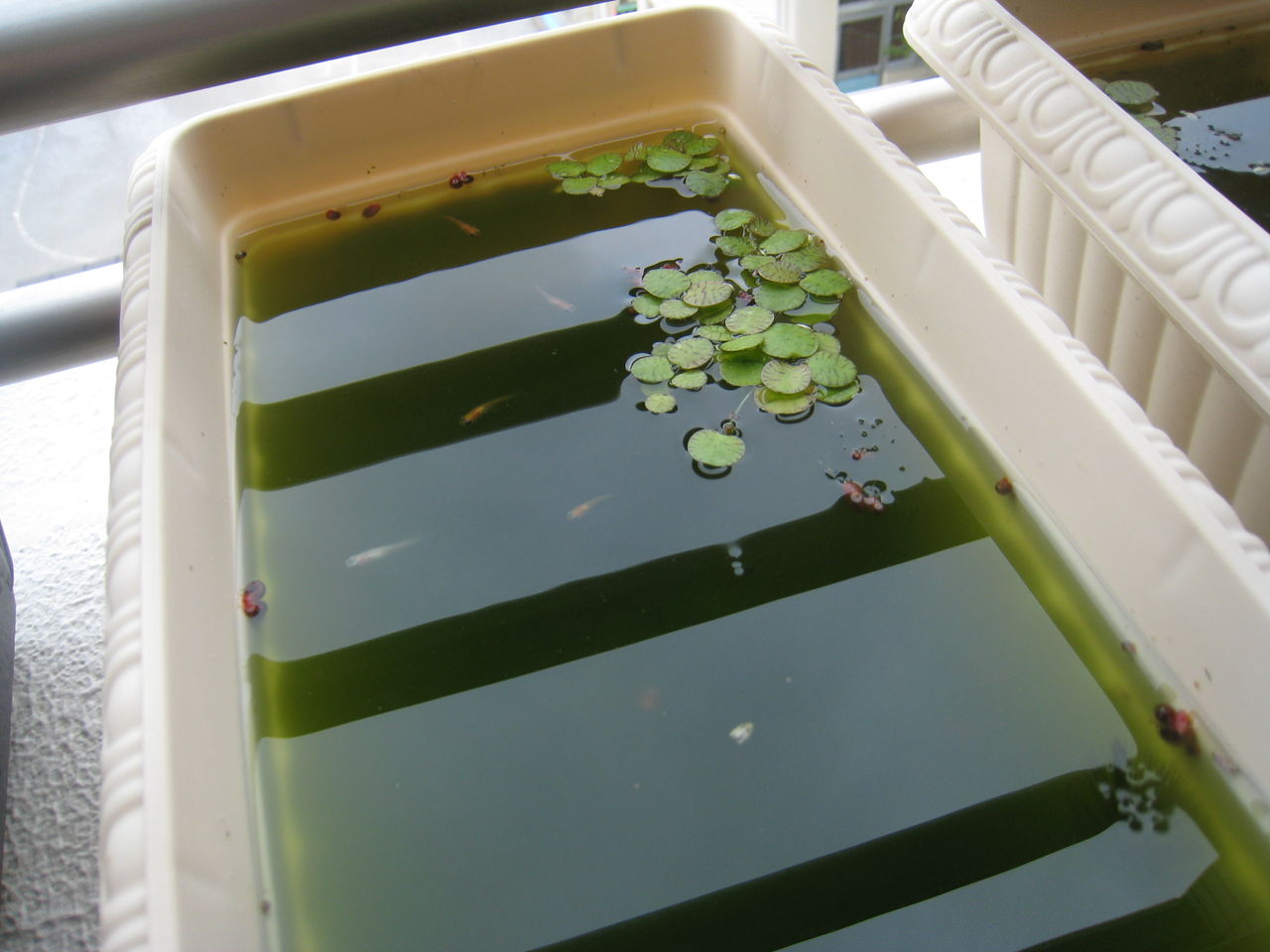 近づく秋 メダカの稚魚の成長記録 虎ノ門虎之助のベランダ ラボラトリー Ft メダカ 近づく秋 メダカの稚魚の成長記録 虎ノ門虎之助のベランダ ラボラトリー Ft メダカ
