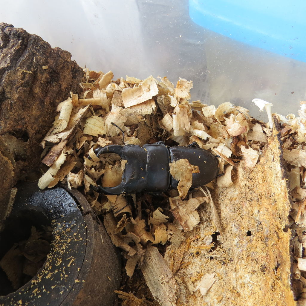 19年06月 虎ノ門虎之助のベランダ ラボラトリー Ft メダカ