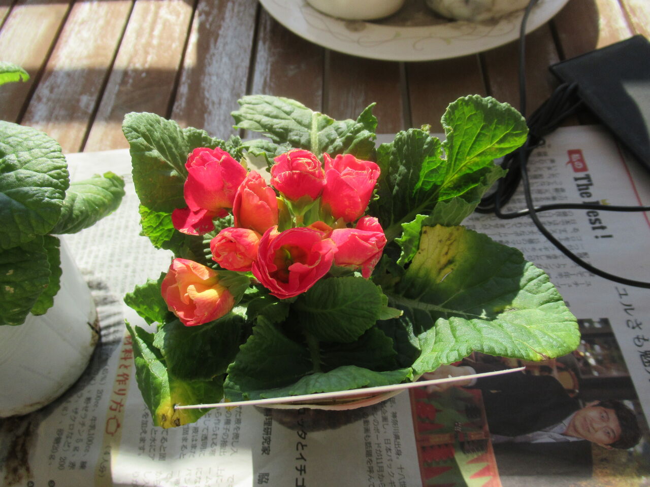 冬に花を楽しむ 迷ったらプリムラジュリアン 育て方 虎ノ門虎之助のベランダ ラボラトリー Ft メダカ