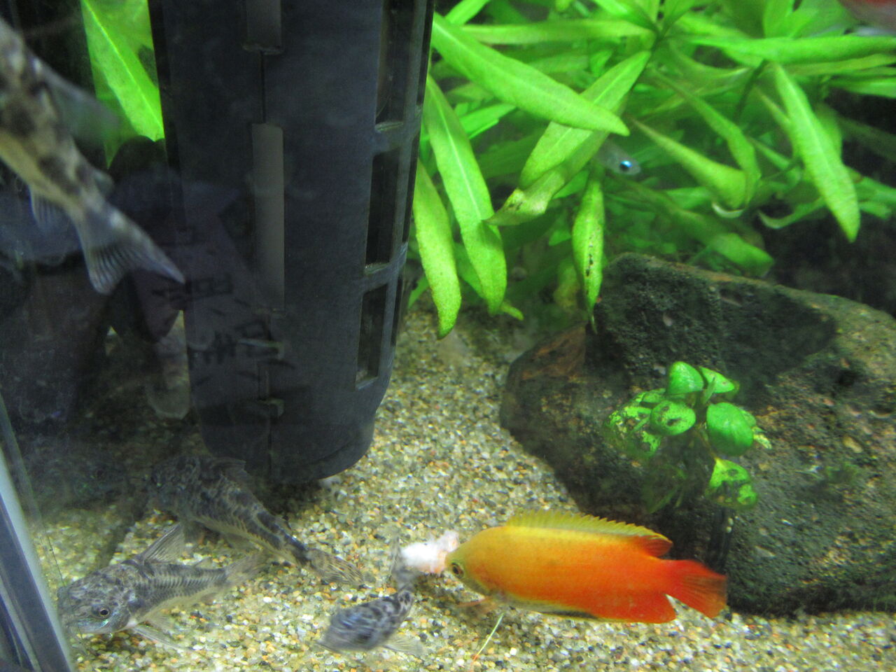 カノコ貝が水面より上に登る時 虎ノ門虎之助のベランダ ラボラトリー Ft メダカ