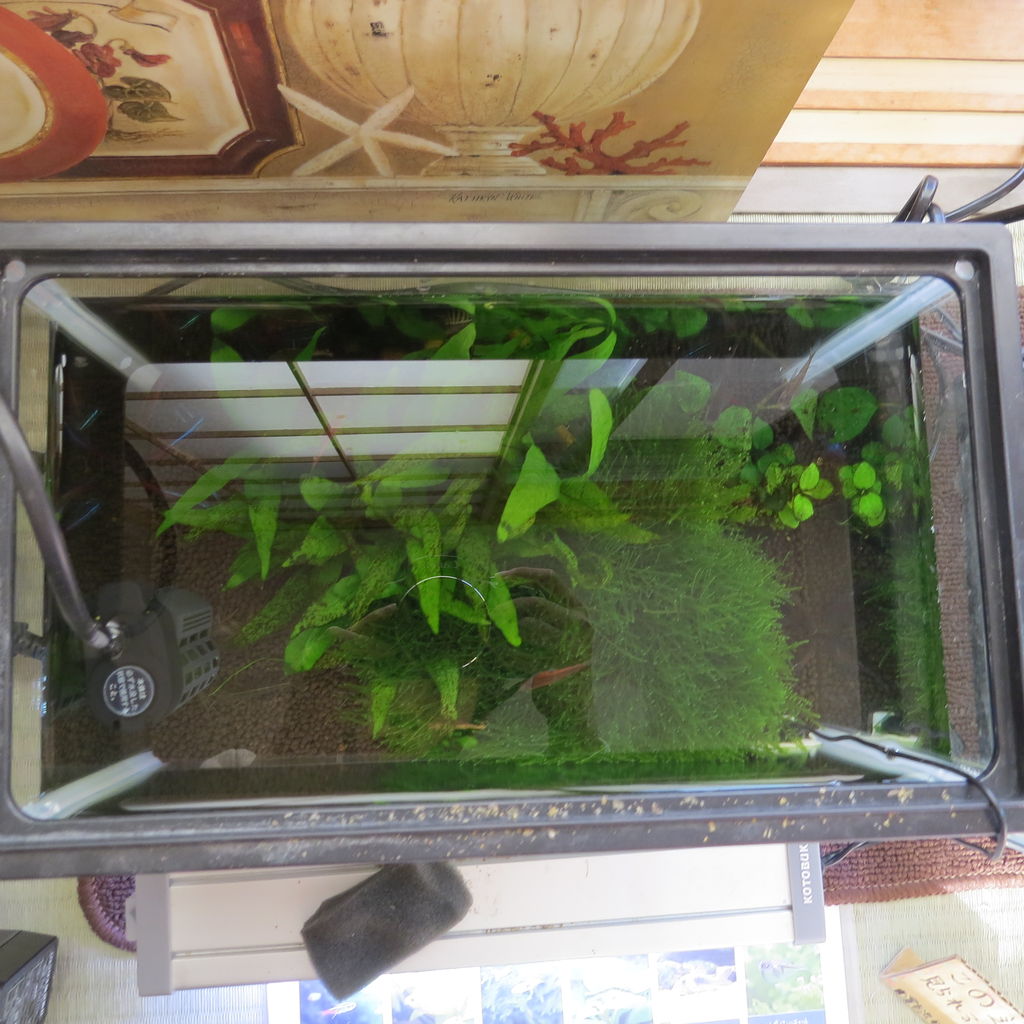 実録 熱帯魚水槽の水草トリミング 虎ノ門虎之助のベランダ ラボラトリー Ft メダカ 実録 熱帯魚水槽の水草トリミング 虎ノ門虎之助のベランダ ラボラトリー Ft メダカ