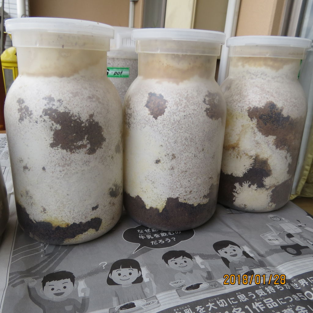 初心者向け オオクワガタ真冬の菌糸ビン交換 屋外での交換 虎ノ門虎之助のベランダ ラボラトリー Ft メダカ 初心者向け オオクワガタ真冬の菌糸ビン交換 屋外での交換 虎ノ門虎之助のベランダ ラボラトリー Ft メダカ