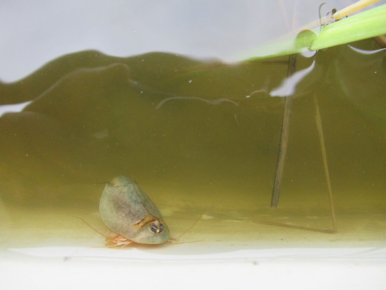 初心者向け バケツ稲の準備と育て方 カブトエビあり 虎ノ門虎之助のベランダ ラボラトリー Ft メダカ 初心者向け バケツ稲の準備と育て方 カブトエビあり 虎ノ門虎之助のベランダ ラボラトリー Ft メダカ
