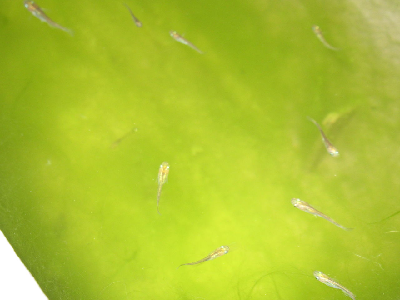 夏の稚魚 稚貝 稚エビたち 虎ノ門虎之助のベランダ ラボラトリー Ft メダカ