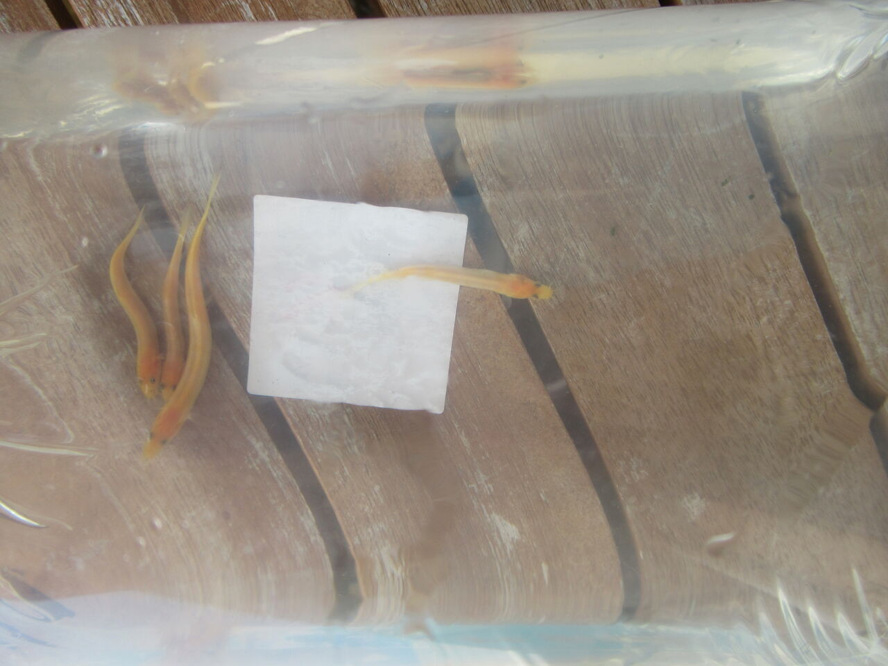 ホームセンターで赤ちゃんヒドジョウをお安く購入できたの巻 虎ノ門虎之助のベランダ ラボラトリー Ft メダカ