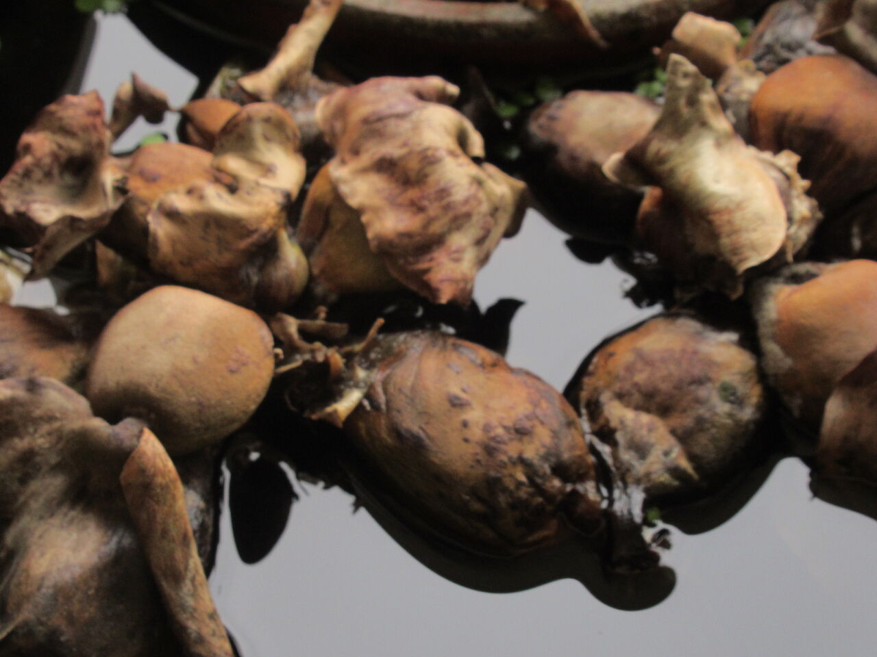 ホテイ草を越冬させてみる年冬 21年春版 ６ 越冬対策何もしない編 虎ノ門虎之助のベランダ ラボラトリー Ft メダカ