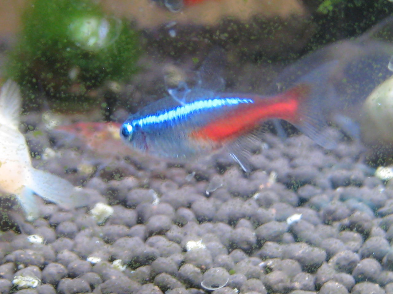 熱帯魚写真館 虎ノ門虎之助のベランダ ラボラトリー Ft メダカ