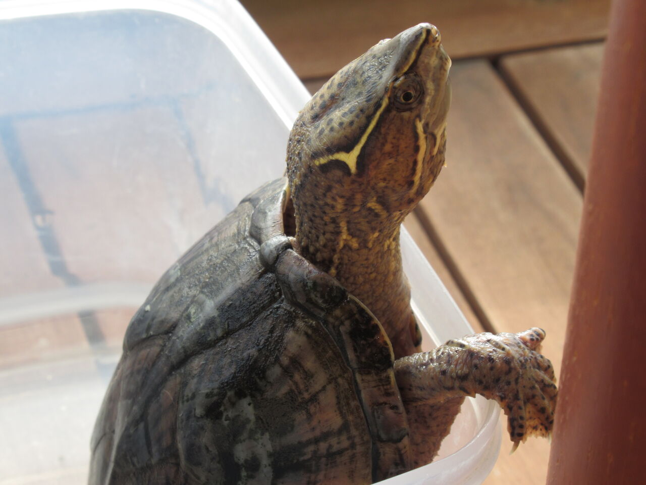 ダイエット企画 水棲ガメが太る メタボの肥満の原因と対処法 虎ノ門虎之助のベランダ ラボラトリー Ft メダカ