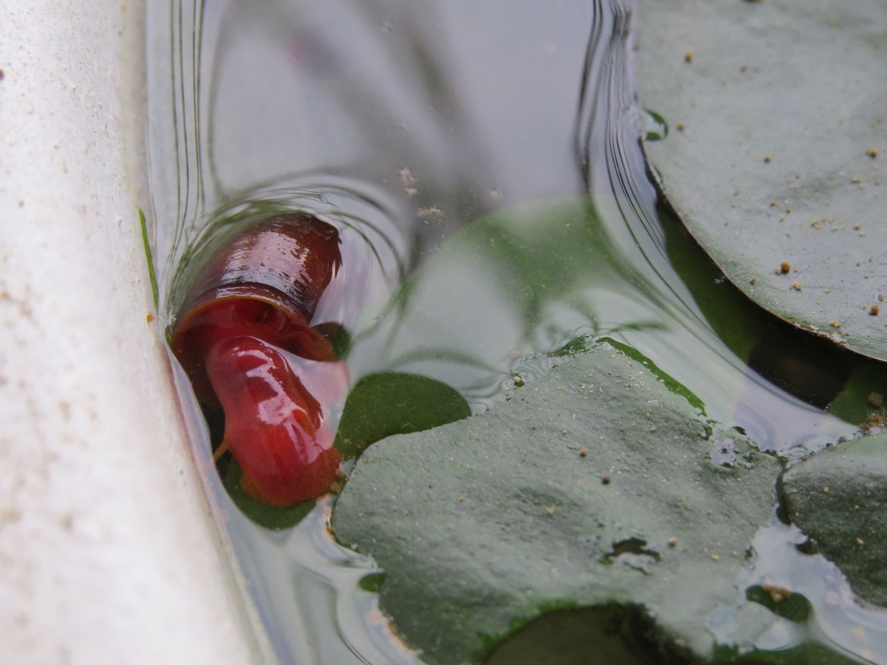 レッドラムズホーンの色について 虎ノ門虎之助のベランダ ラボラトリー Ft メダカ レッドラムズホーンの色について 虎ノ門虎之助のベランダ ラボラトリー Ft メダカ