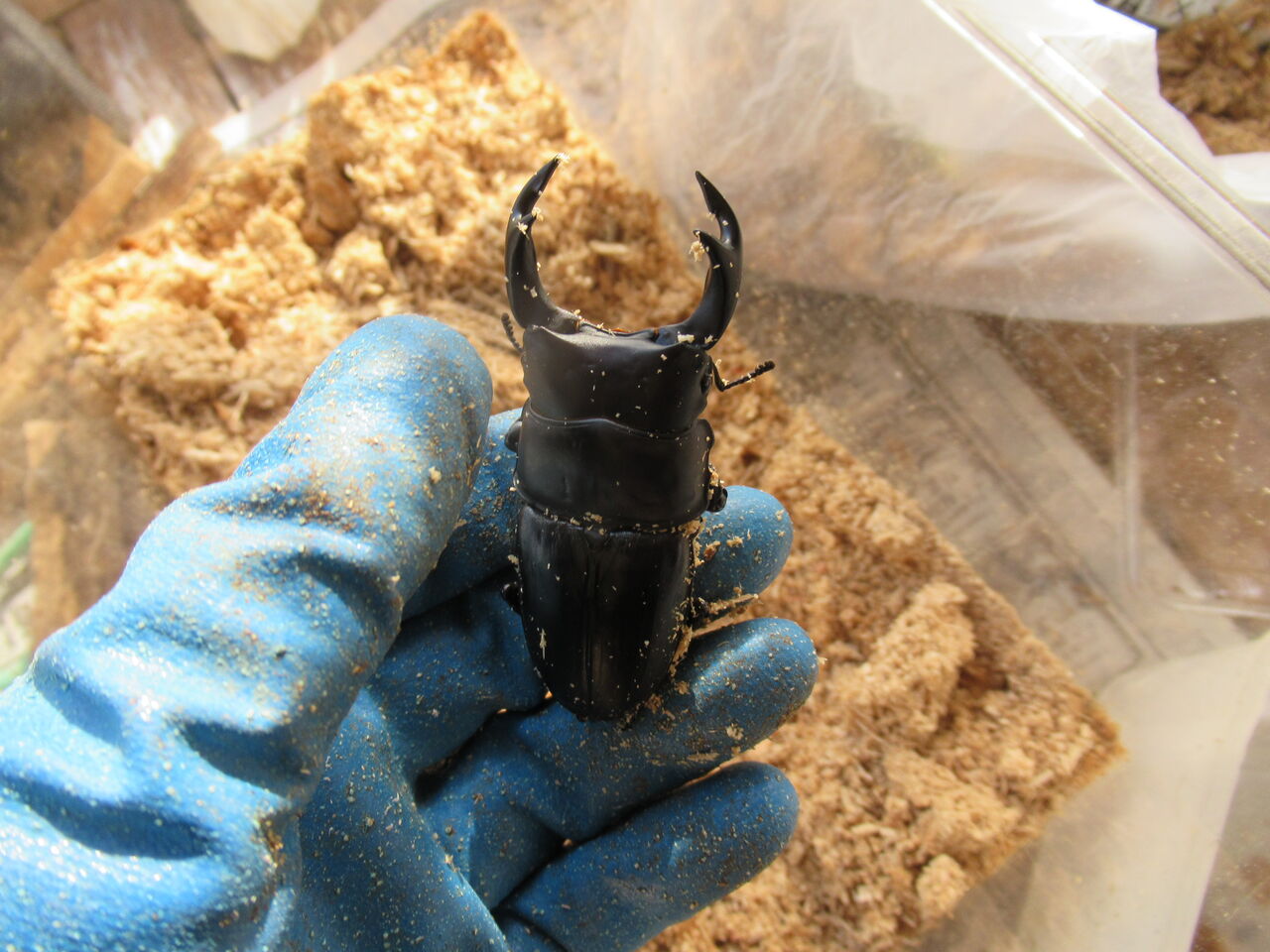 国産クワガタを飼うなら王様のオオクワガタ ブラックダイヤモンド 虎ノ門虎之助のベランダ ラボラトリー Ft メダカ