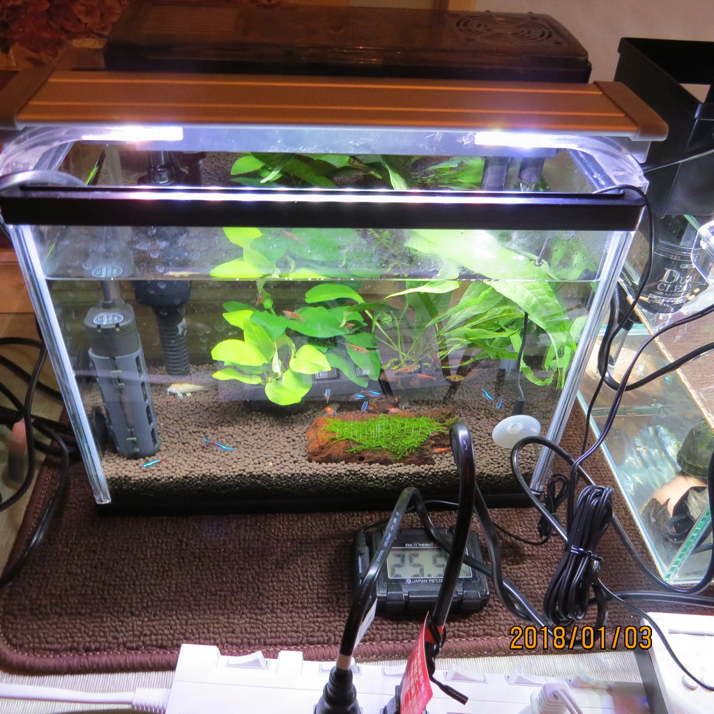 熱帯魚を飼育することにした その後 虎ノ門虎之助のベランダ ラボラトリー Ft メダカ 熱帯魚を飼育することにした その後 虎ノ門虎之助のベランダ ラボラトリー Ft メダカ