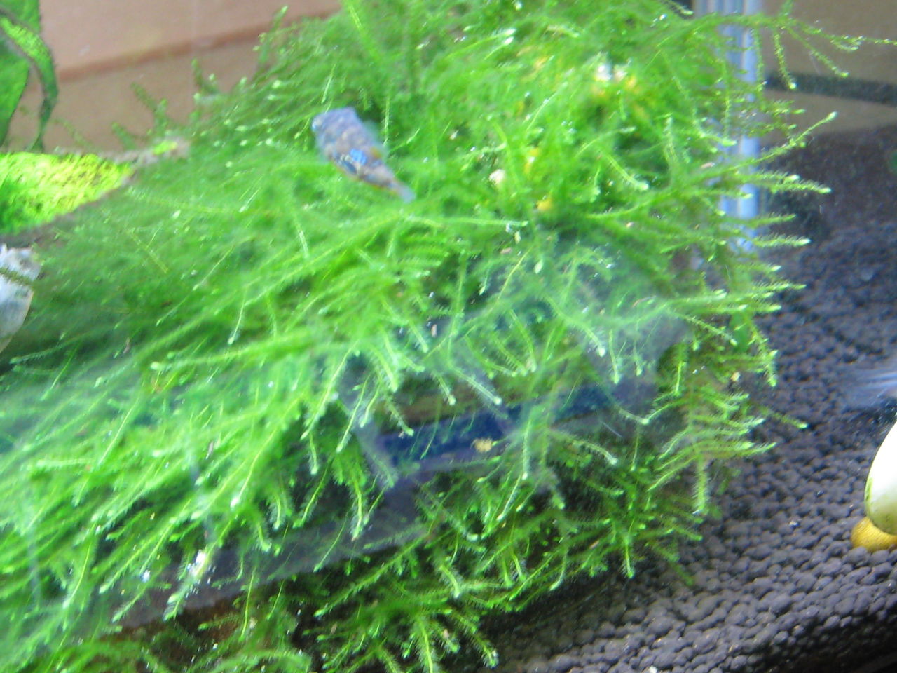 熱帯魚水槽 流木モスのメンテナンス 虎ノ門虎之助のベランダ ラボラトリー Ft メダカ 熱帯魚水槽 流木モスのメンテナンス 虎ノ門虎之助のベランダ ラボラトリー Ft メダカ