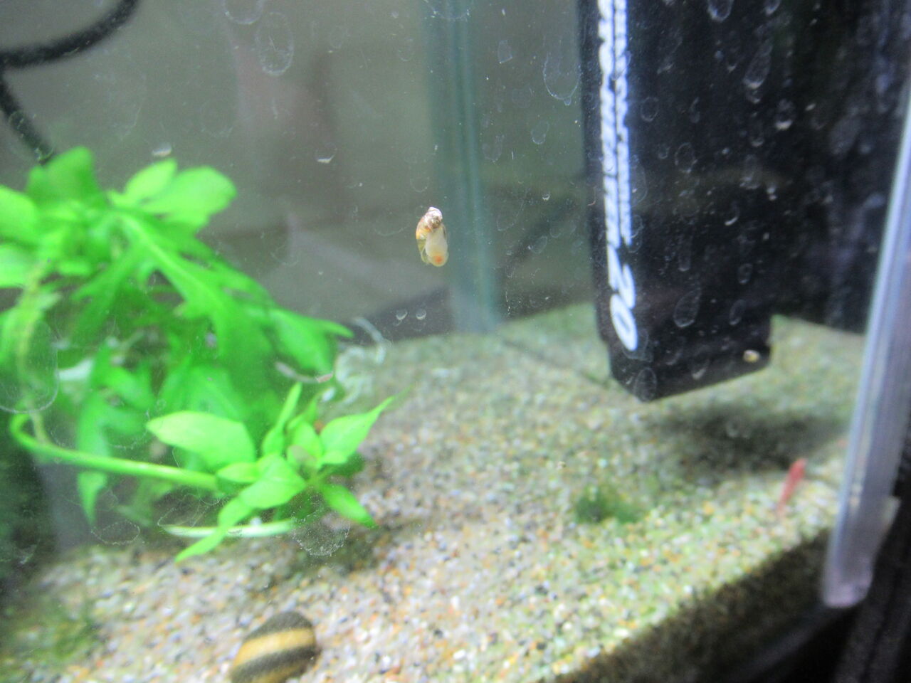 熱帯魚水槽 カワコザラガイあらわれ水草が食べられる カワコザラガイとの付き合い方 虎ノ門虎之助のベランダ ラボラトリー Ft メダカ