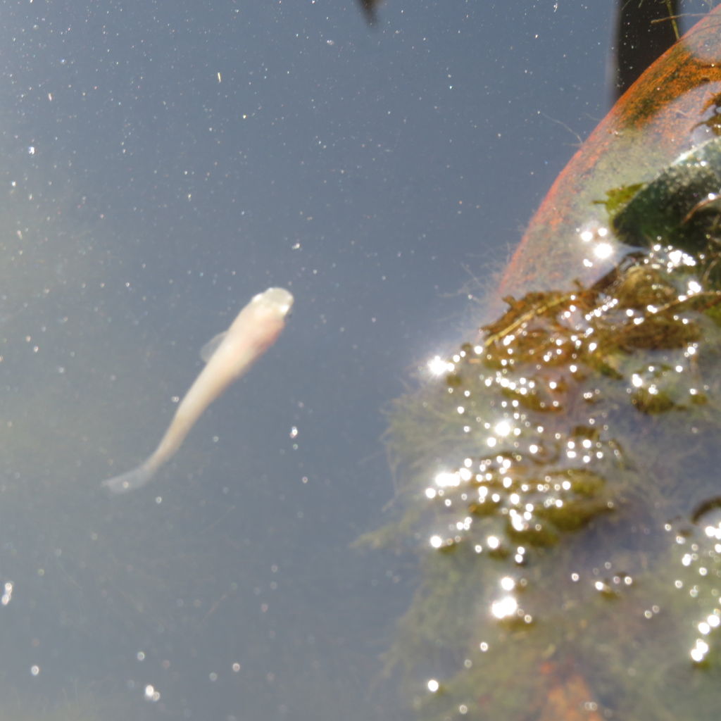 冬のメダカの記録 4 春の陽気 虎ノ門虎之助のベランダ ラボラトリー Ft メダカ 冬のメダカの記録 4 春の陽気 虎ノ門虎之助のベランダ ラボラトリー Ft メダカ