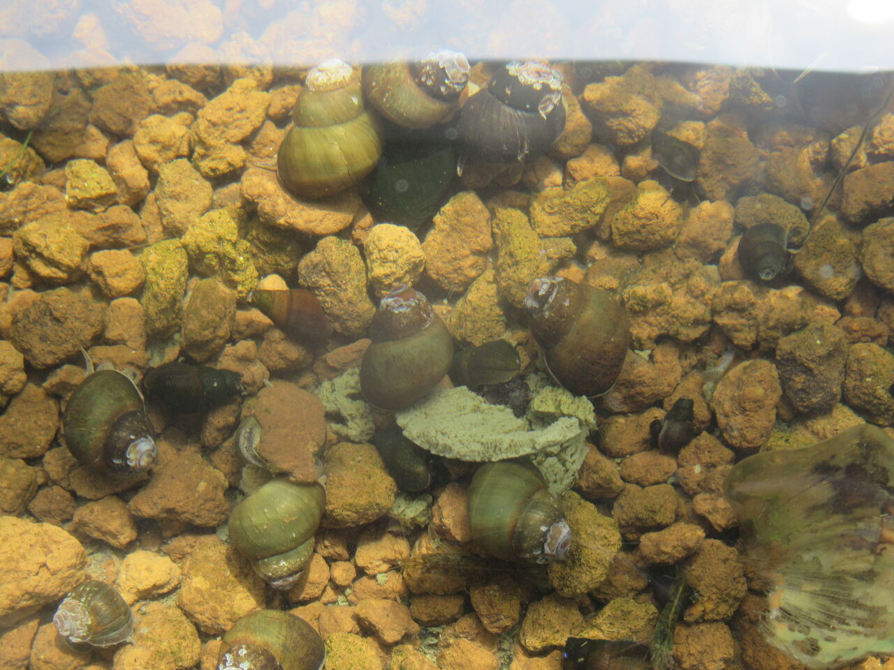 初心者向け カワニナの育て方と注意点 虎ノ門虎之助のベランダ ラボラトリー Ft メダカ 初心者向け カワニナの育て方と注意点 虎ノ門虎之助のベランダ ラボラトリー Ft メダカ