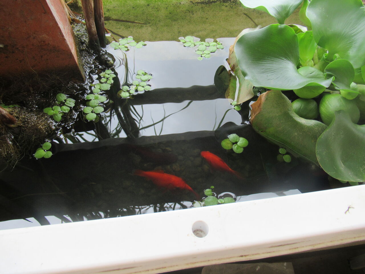 泳ぎが速い ぽっちゃり金魚 福ダルマ金魚 玉サバ を飼う 虎ノ門虎之助のベランダ ラボラトリー Ft メダカ