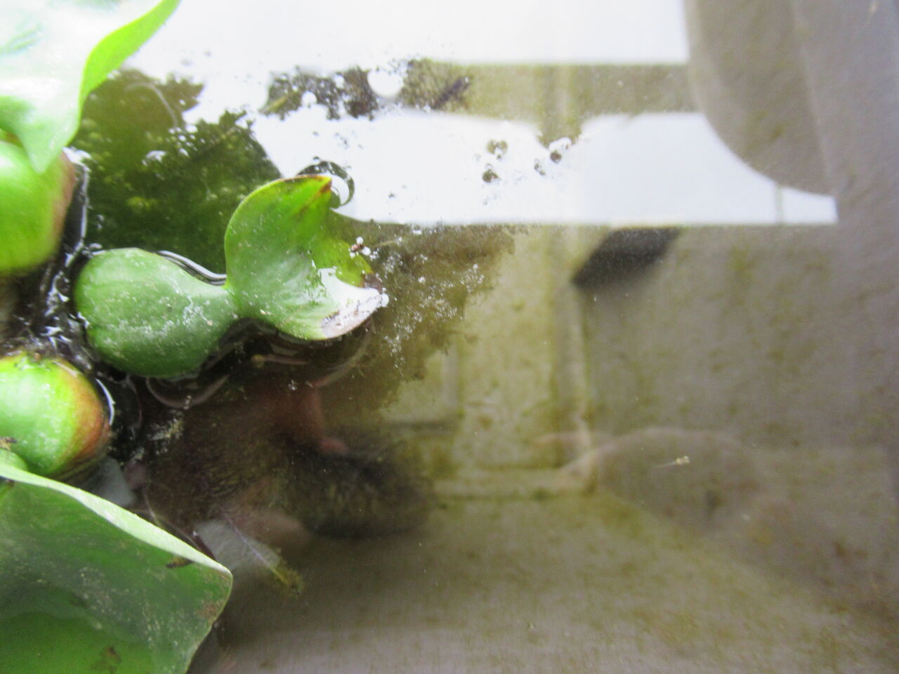 誰でもわかるメダカの卵の採取方法 画像付き 虎ノ門虎之助のベランダ ラボラトリー Ft メダカ 誰でもわかるメダカの卵の採取方法 画像付き 虎ノ門虎之助のベランダ ラボラトリー Ft メダカ