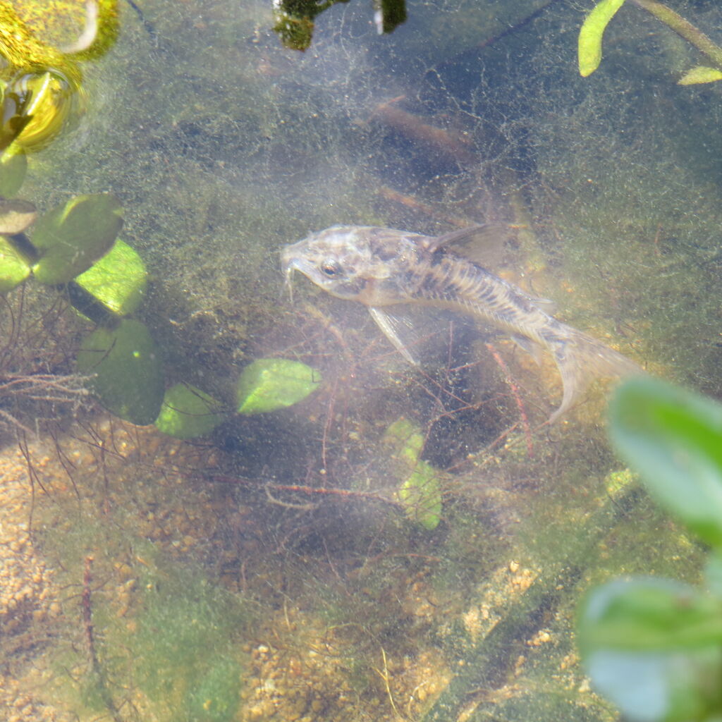 底物 屋外飼育でのドジョウとコリドラス パレアタスの相性 虎ノ門虎之助のベランダ ラボラトリー Ft メダカ