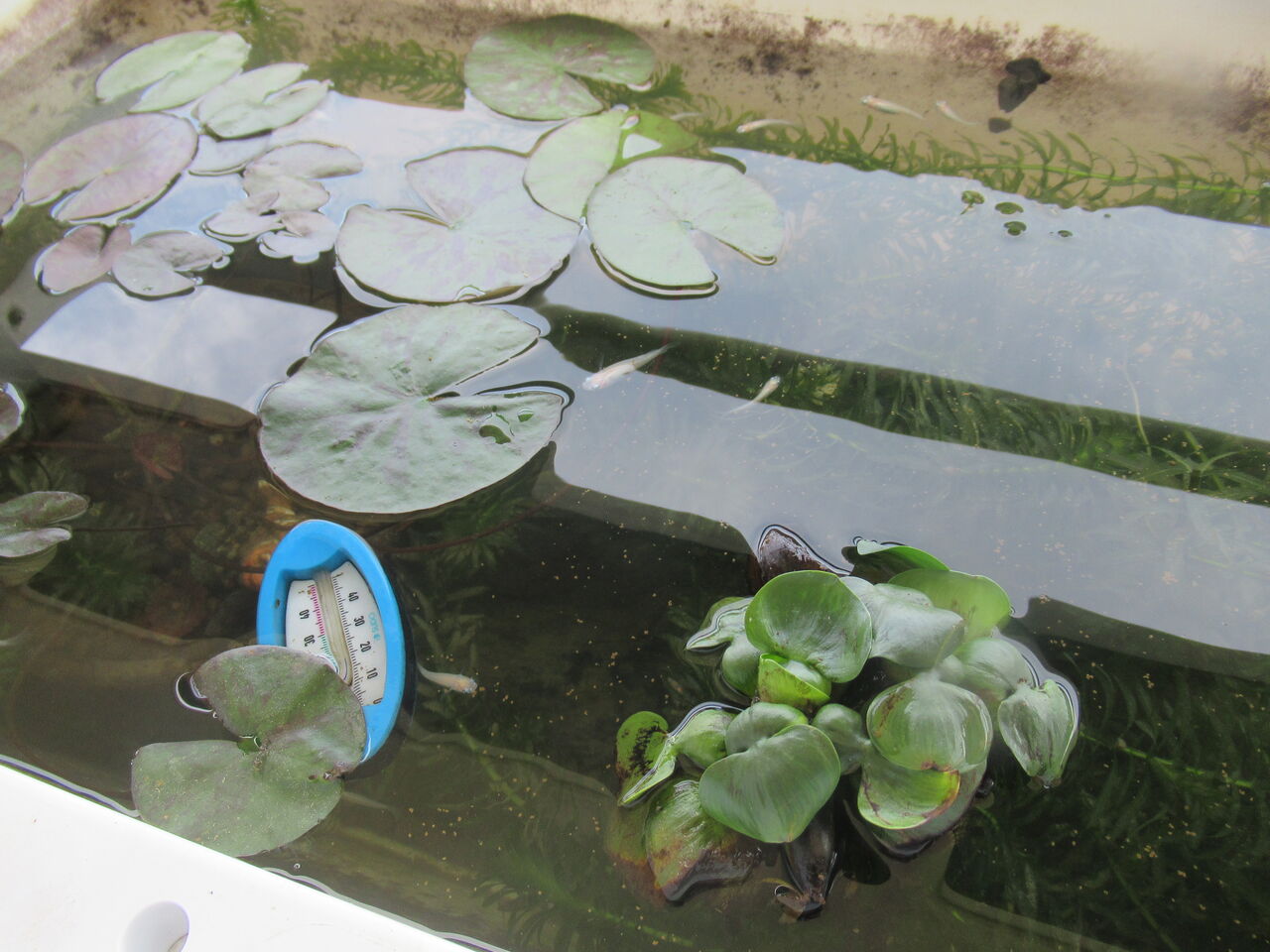 メダカ飼育で浮葉性植物の葉で水面を覆ってしまう危険性の話 虎ノ門虎之助のベランダ ラボラトリー Ft メダカ